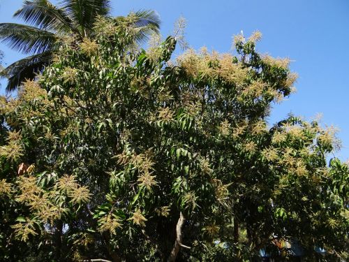 Mango Medis, Augalas, Medis, Palmė, Dharwad, Indija