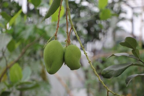 Mango Tropinis, Vaisiai, Natūralus, Ekologiškas