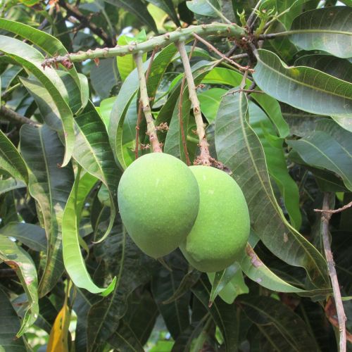 Mangas, Mango Medis, Vaisiai, Žalias, Dharwad, Indija