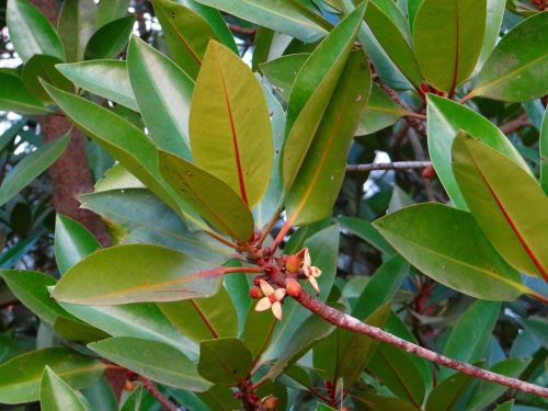 Mangroviai, Aukšta Menkė, Rhizophora Apiculata, Gėlės, Lapai, Karwar, Indija