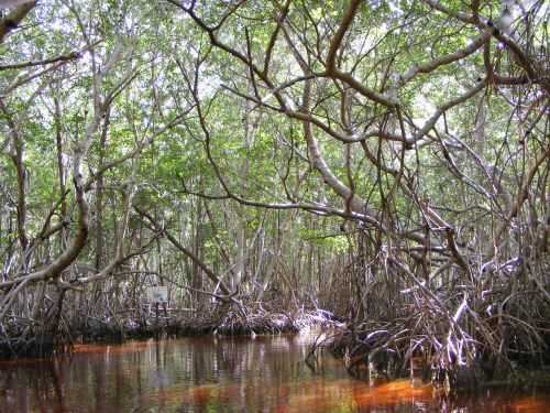 Mangroviai, Celestun, Yucatan Mexico, Meksika, Medžiai
