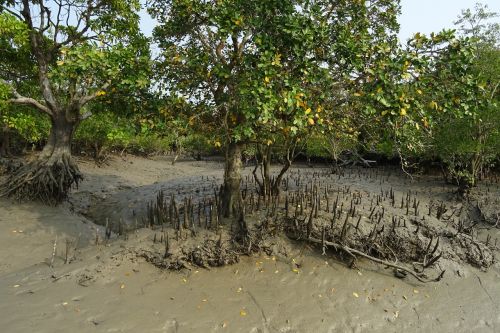 Mangroviai, Oro Šaknys, Sundarbans, Pelkė, Miškas, Upė, Ramsar Svetainė, Unesco, Pasaulinis Paveldas, Flora, Indija