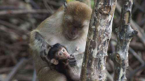 Mangrovių,  Tailandas,  Phuket,  Beždžionė,  Pelkė,  Pobūdį,  Kūdikių Beždžionėms