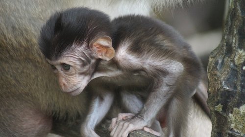 Mangrovių,  Tailandas,  Phuket,  Beždžionė,  Pelkė,  Pobūdį,  Kūdikių Beždžionėms