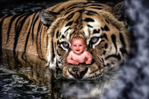 Manipuliavimas, Kūdikis, Skaitmeninis, Nuostabus, Vaikai, Magija, Laukinė Gamta, Gamta, Džiunglės, Safari, Laukiniai, Gyvūnas, Zoologijos Sodas
