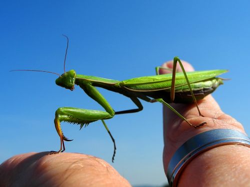 Mantis, Vabzdys, Žalias