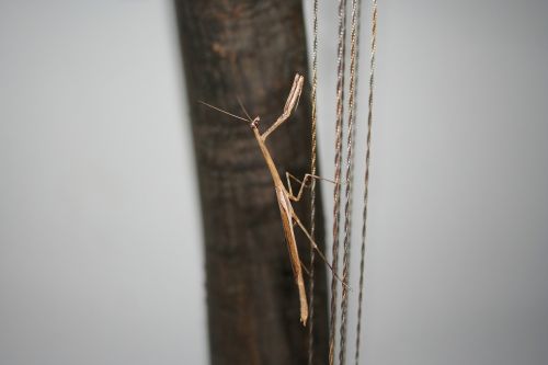 Mantis, Vabzdys, Kenia
