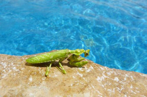 Mantis, Vabzdys, Gyvūnas