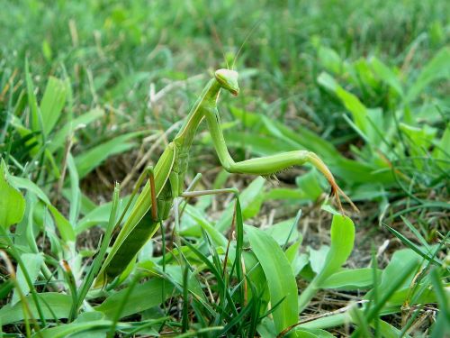 Mantis, Vabzdys, Mantis Religiosa, Religija, Žolė