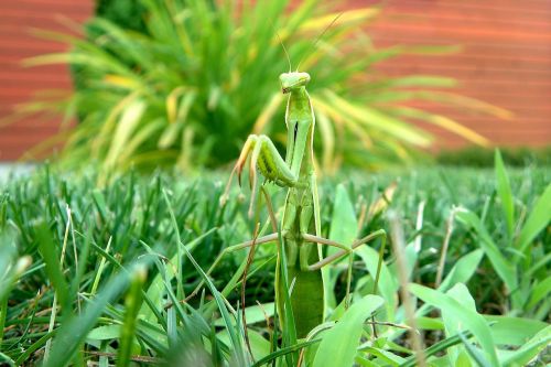 Mantis, Vabzdys, Mantis Religiosa, Plėšrūnas, Religija