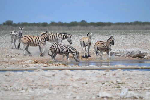 Daugelis Zebrų, Zebra In Motion, Judėjimas, Laistymo Anga, Gerti Zebra, Etosha, Nacionalinis Parkas, Laukinėje Gamtoje, Pabegti, Gyvūnas, Gerti, Vandens Skylė, Flock