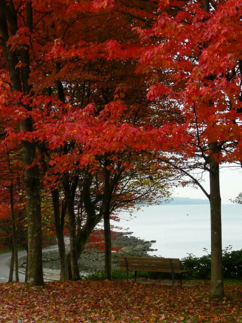 Klevas, Medžiai, Stanley Parkas, Vankuveris, Britų Kolumbija, Kanada