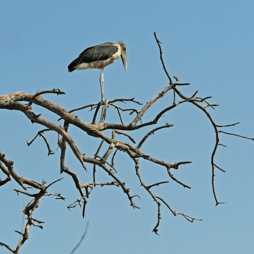 Marabu, Paukštis, Afrika, Safari, Botsvana, Okavango