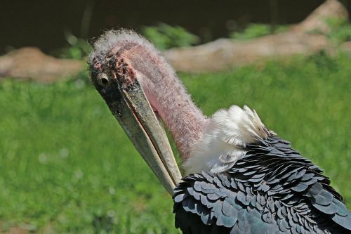 Marabu, Paukštis, Sąskaitą, Gyvūnas, Sugadintojai, Gamta, Afrika, Gandras, Zoologijos Sodas, Adjutanto Paukštis, Tiergarten