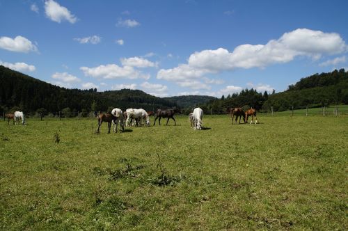 Kumelės, Kumeliukas, Arabai, Veisimas, Pelėsiai, Arklių Veislė, Arabų Veislė, Jauni Gyvūnai, Arkliai, Jungtis, Ganykla, Vasara, Lizdai Su Kumeliukais, Motina Su Vaiku, Visas Kraujas, Kumelė Ir Kumelė, Grynas Arabiškas, Paddock, Flock, Kalyklos Bandas, Ganyti