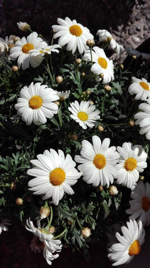 Margaret, Gėlės, Balta