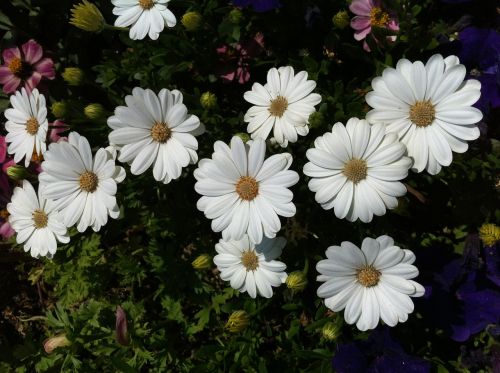 Margaret, Gėlės, Gamta