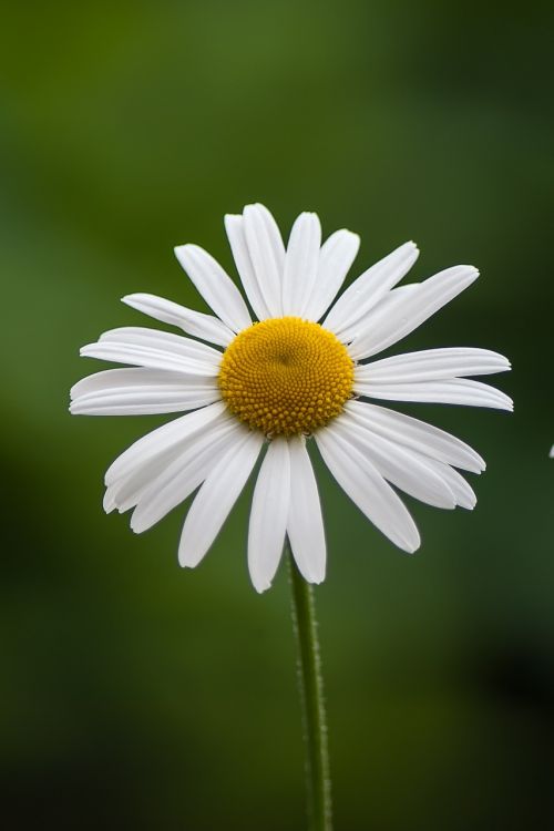 Margriet, Gėlė, Pavasaris