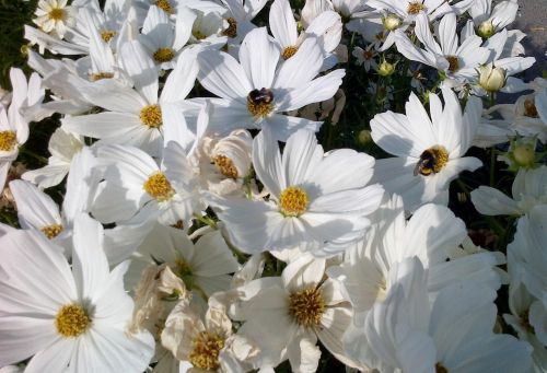 Marguerite, Gėlė, Žydėjimas, Balta, Baltos Gėlės, Gamta, Pavasaris, Balta Gėlė, Bičių, Pašaras