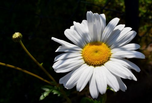 Marguerite, Žiedas, Žydėti, Sodas