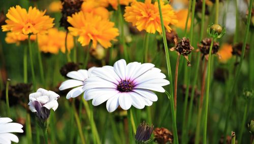 Marguerite, Gėlė, Augalas, Žiedas, Žydėti, Žydėti, Flora, Dekoratyvinis Augalas, Gražus, Vasara, Geltonos Gėlės, Balta Marguerita, Sodas, Gamta, Gėlių Sodas, Uždaryti, Saldus, Parkas, Lova