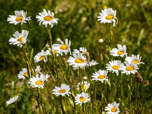 Marguerite, Gėlė, Žiedas, Žydėti, Augalas, Gamta