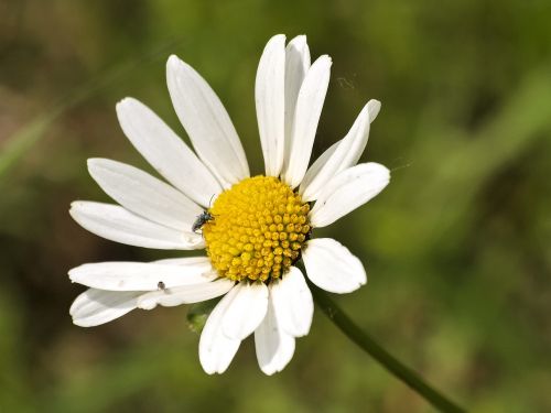 Marguerite, Gėlė, Augalas, Žiedas, Žydėti, Gamta