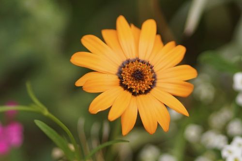 Marguerite, Oranžinė, Žiedas, Žydėti, Gėlė, Gamta, Sodas