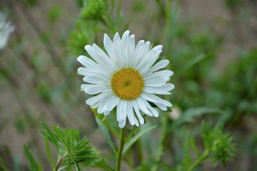 Marguerite, Balta, Žiedlapiai, Baltos Gėlės, Žydėjimas, Puokštė, Augalas