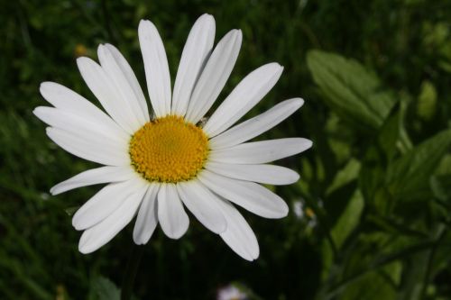 Marguerite, Gėlė, Pavasaris