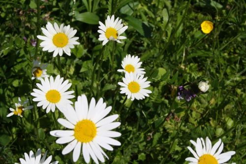 Marguerite, Gėlė, Pavasaris