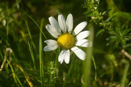 Marguerite, Gėlė, Augalas, Pieva