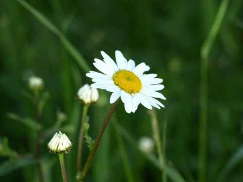 Marguerite, Balta, Žiedas, Žydėti, Gėlė, Aštraus Gėlė