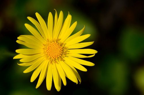 Marguerite, Gėlė, Žiedas, Žydėti, Augalas, Geltona