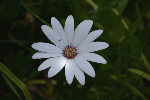 Gėlė,  Flora,  Daisy,  Botanikos,  Žydi,  Balta & Nbsp,  Gėlė,  Vabzdys,  Balta Daisy