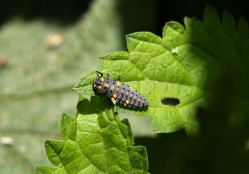 Marienkäfer Larva, Lerva, Vabzdys, Boružė, Vabalas