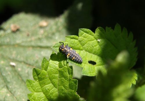 Marienkäfer Larva, Lerva, Vabalas, Boružė, Vabzdys, Gamta