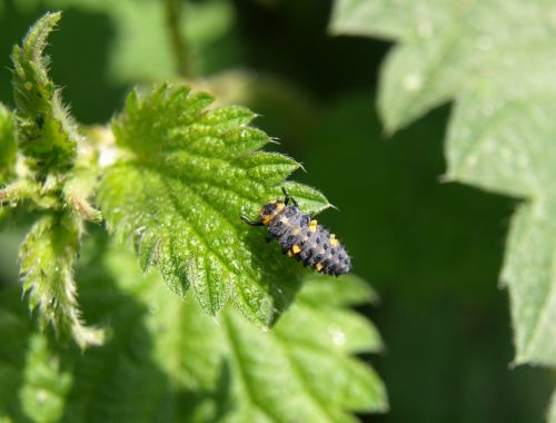 Marienkäfer Larva, Lerva, Vabalas, Boružė, Vabzdys, Gamta