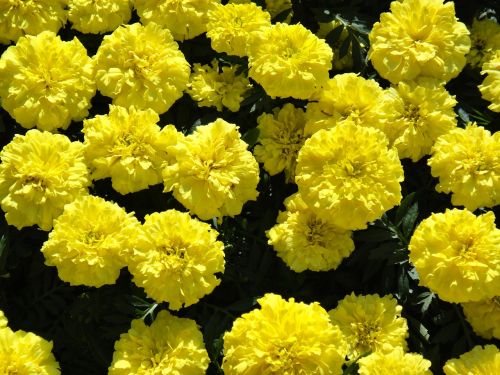 Marigoldas, Didelis, Gėlės