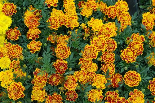 Marigoldas, Gėlė, Pavasaris, Geltona