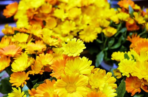 Marigoldas, Gėlės, Žydėti, Geltona Oranžinė, Blütenmeer, Sodas
