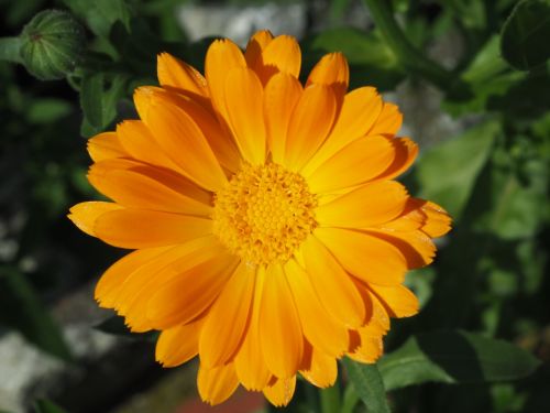 Marigoldas, Oranžinė, Sodininkystė, Calendula Officinalis, Žiedas, Žydėti, Gėlė, Kalendra, Kompozitai