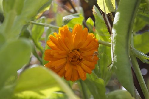 Marigoldas, Gėlė, Geltona, Žiedas, Botanika, Žydėti, Botanikos, Sodas, Žydi, Augalas, Flora, Sodininkystė, Oranžinė, Laukas, Gamta, Žiedlapis, Vasara, Pavasaris, Saulės Šviesa, Grupė, Spalvinga, Gyvas, Auksinis, Spalvos, Geliu Lova, Fotografija, Šviežias