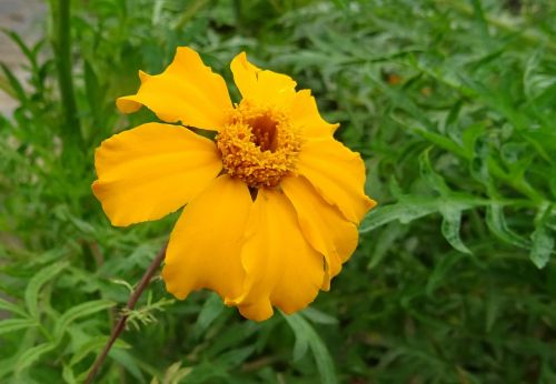 Marigoldas, Gėlė, Vienas, Oranžinė, Čerpės, Tagetes Tenuifolia, Flora, Dekoratyvinis, Dharwad, Indija