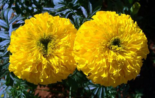 Marigoldas, Geltona, Laukas, Karnataka, Flora, Gėlės, Indija