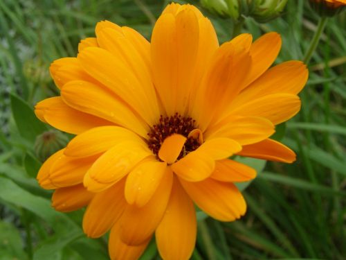 Marigoldas, Gėlė, Augalas, Oranžinė Gėlė, Gamta