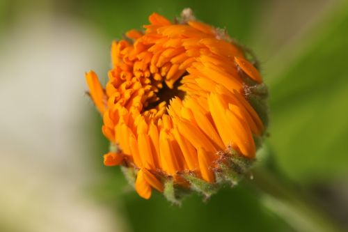 Marigoldas, Oranžinė, Žiedas, Žydėti, Sodininkystė, Calendula Officinalis, Kalendra, Gėlė
