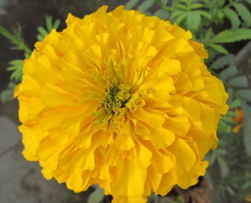 Marigoldas, Gėlė, Augalas, Pavasaris, Geltonos Žiedlapiai