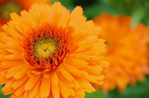 Marigoldas, Oranžinė, Žiedas, Flora, Spalvinga, Botanikos, Sodas, Edinburgas, Škotija