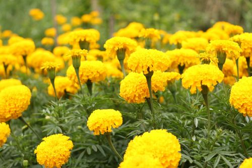 Marigoldas, Gėlės, Geltonos Gėlės, Šviežios Gėlės, Gamta, Augalas